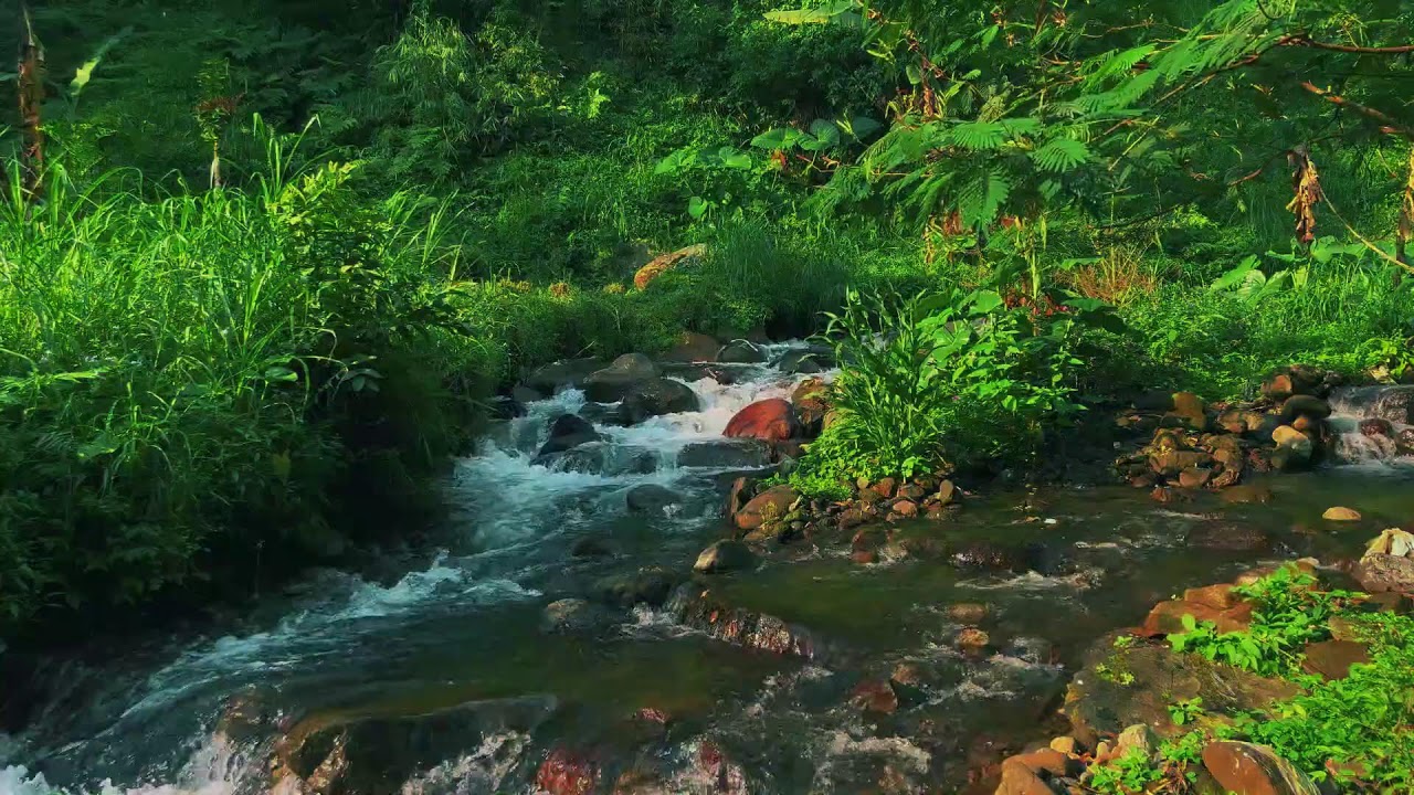 Peaceful River Flowing Through a Quiet Forest – Gentle Nature Sounds for Deep Sleep and Study Focus