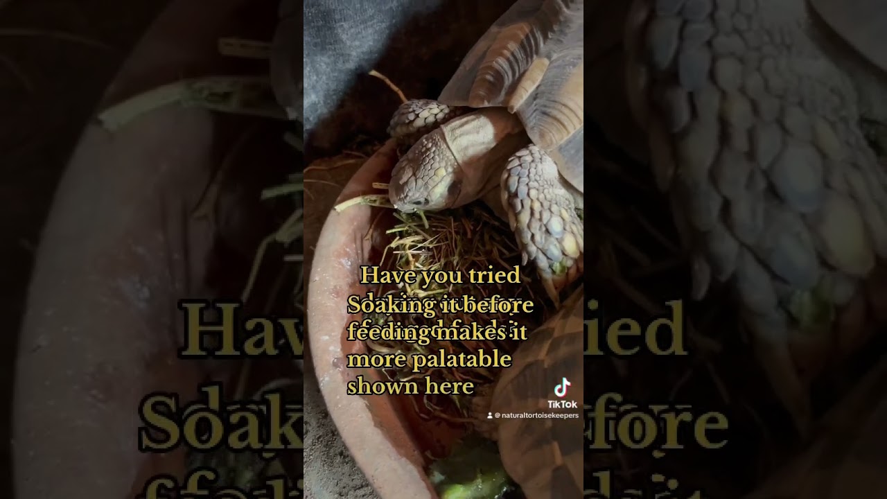 Best way to feed tortoise food #tortoise #cutetortoise #babytortoise #sweettortoise #naturaltortoise