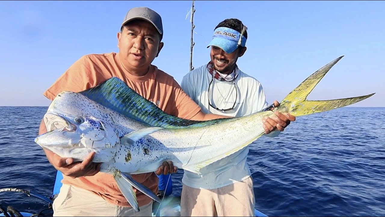 ¡En busca del Dorado del Mar! Un pez Icónico de nuestras costas...
