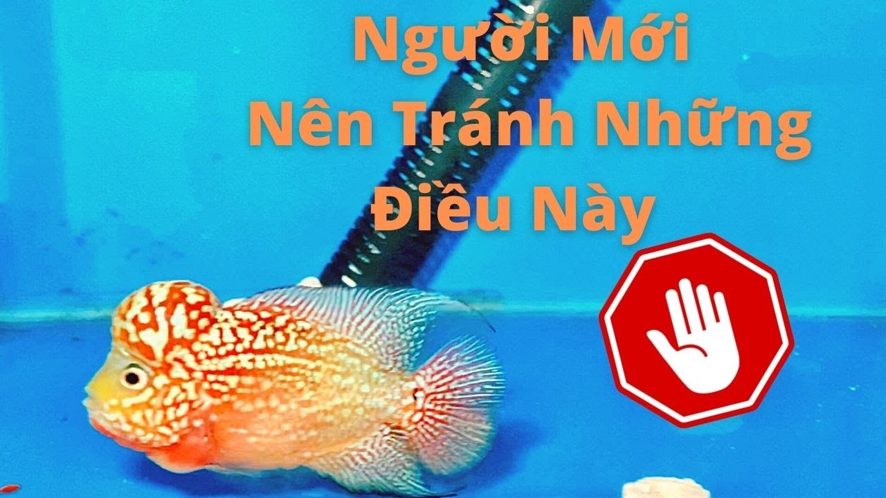 Top 8 Sai Lầm Người Mới Chơi Cá La Hán Nên Tránh | Cá Cảnh Đại Lâm Mộc
