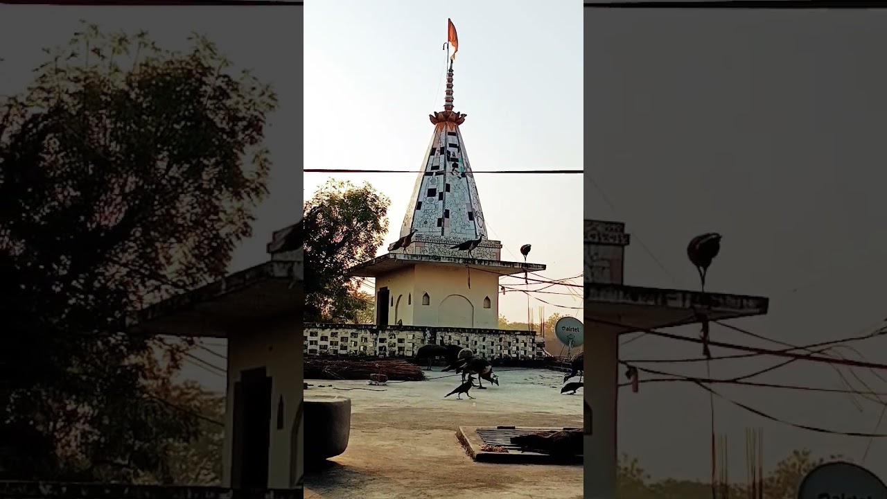 #video#peacockdance #paharpur #viral