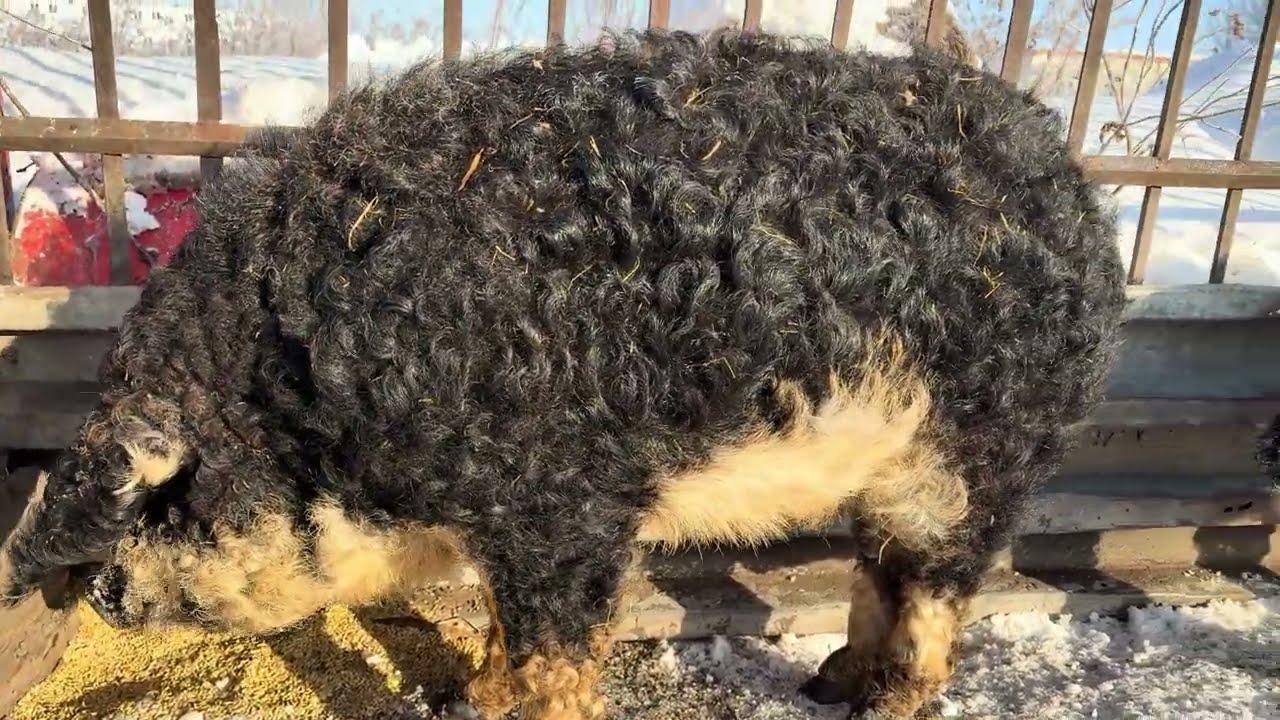 Как зимой живут свиньи породы венгерская мангалица в Свердловской области.