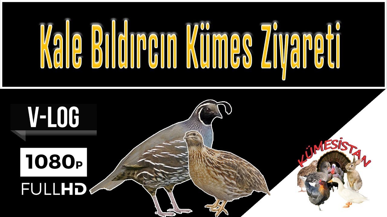 Kale Bıldırcın Kümes Ziyareti - “Bu Küçük Kuşların Dünyasına Girdiğinizde Geri Dönemeyeceksiniz!” 🐣