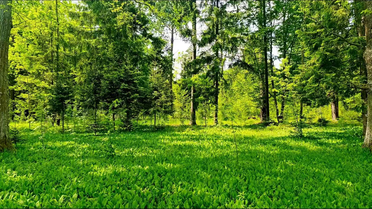 Целебное пение птиц. Крепкое здоровье благодаря звукам природы