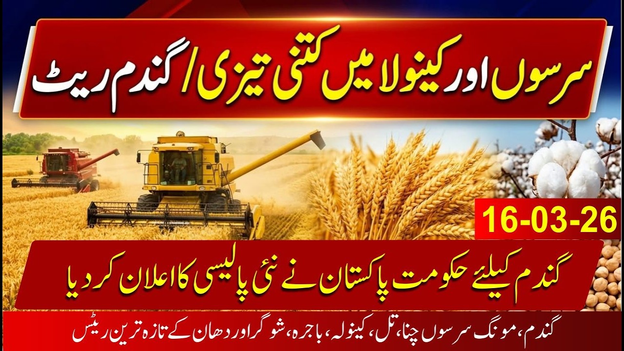 Today Wheat new policy Govt of punjab | Sarso price in punjab | kala chana | Gurar price in india