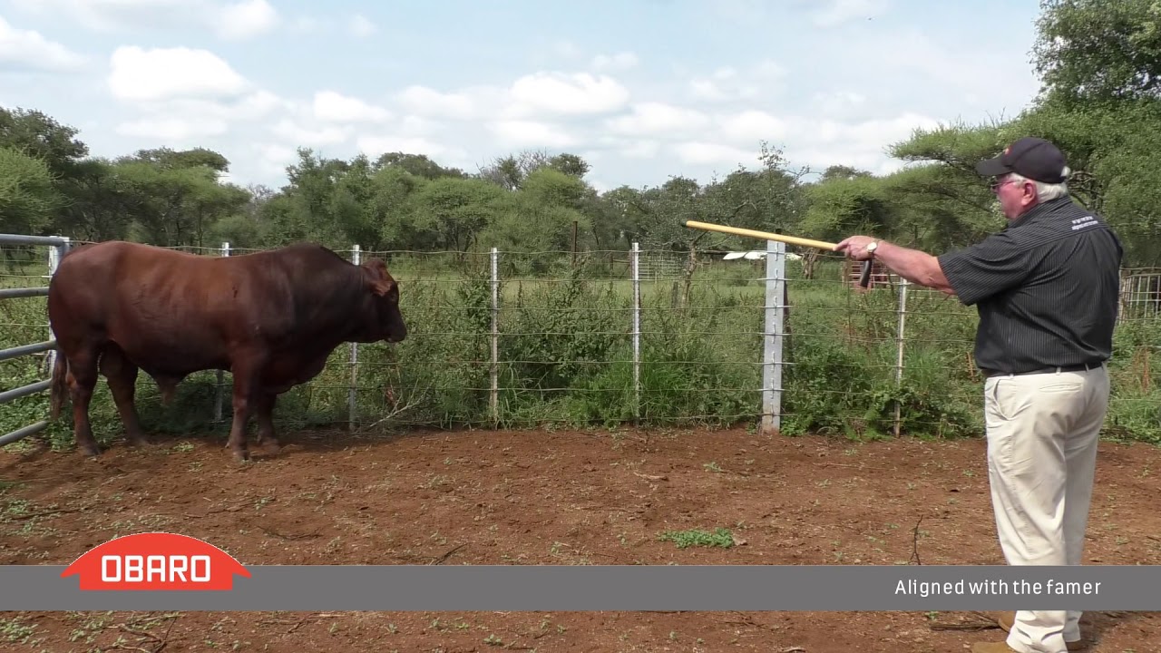 Livestock Handling (Afrikaans)