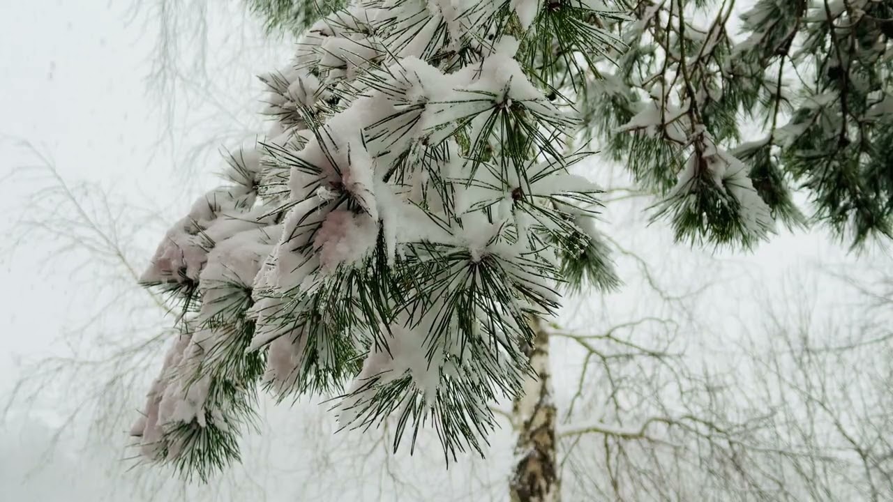 Silent  Snow