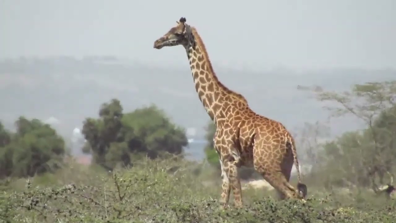 KENYA SAFARI ADVENTURE