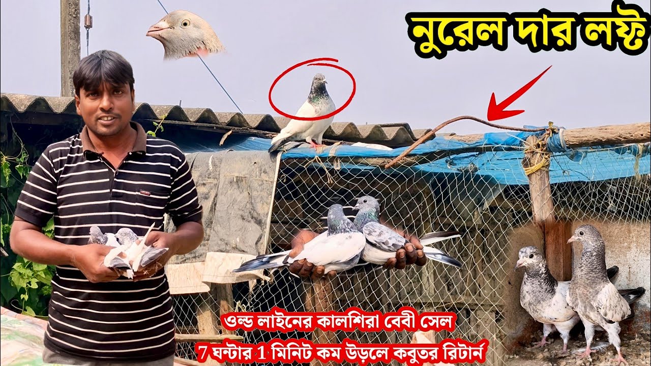 নুরেল দার লফ্ট | ওল্ড লাইনের কালশিরা বেবী সেল | 7 ঘন্টার 1 মিনিট কম উড়লে কবুতর রিটার্ন