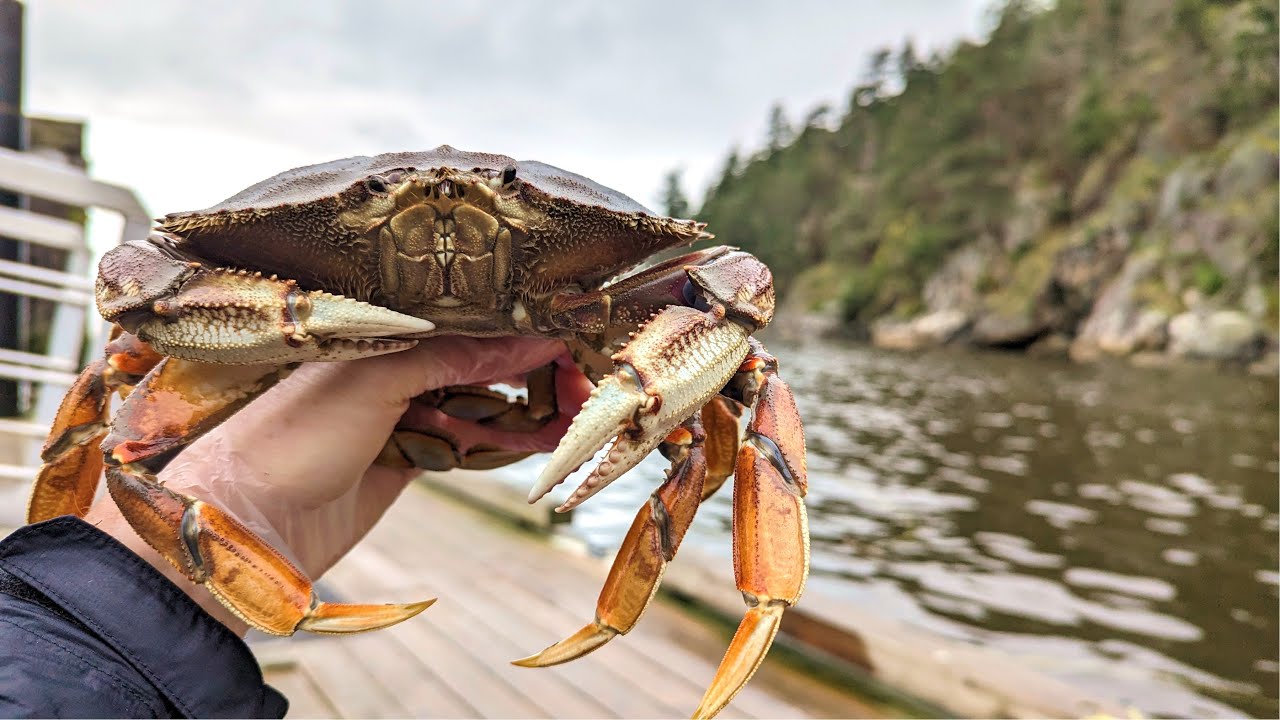 Throwing crab traps off a dock and catching Dungeness Crab