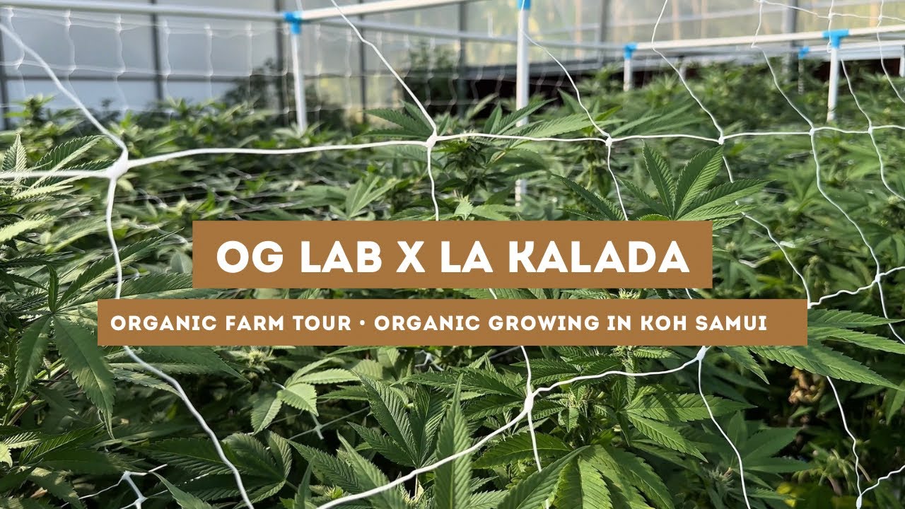 OG Lab visits La Kalada Thai living soil organic farm on Koh Samui