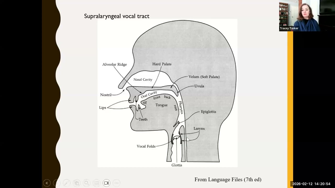 SLP 391 Week 4 2026 Consonants Place of Articulation