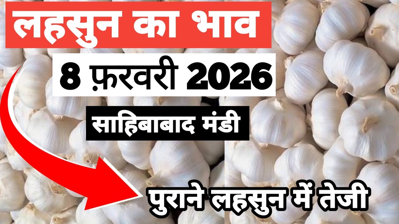 8 February 2026 🧄लहसुन का भाव साहिबाबाद मंडी | toady garlic rates #garlic #lehsun #lehsunbhav 