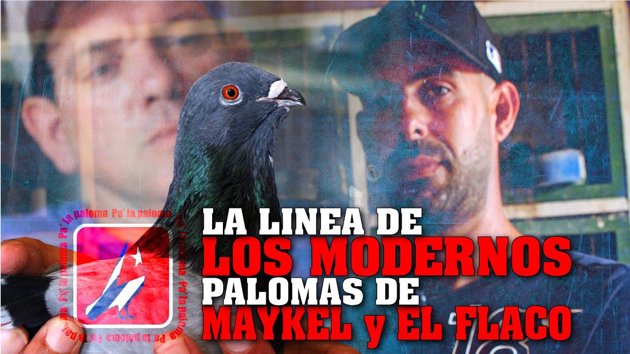 Las PALOMAS de 