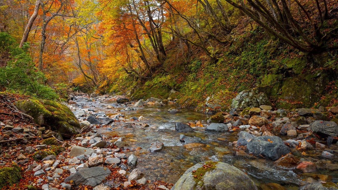 Morning Walk along Mountain Stream | Shiso, Japan 4K