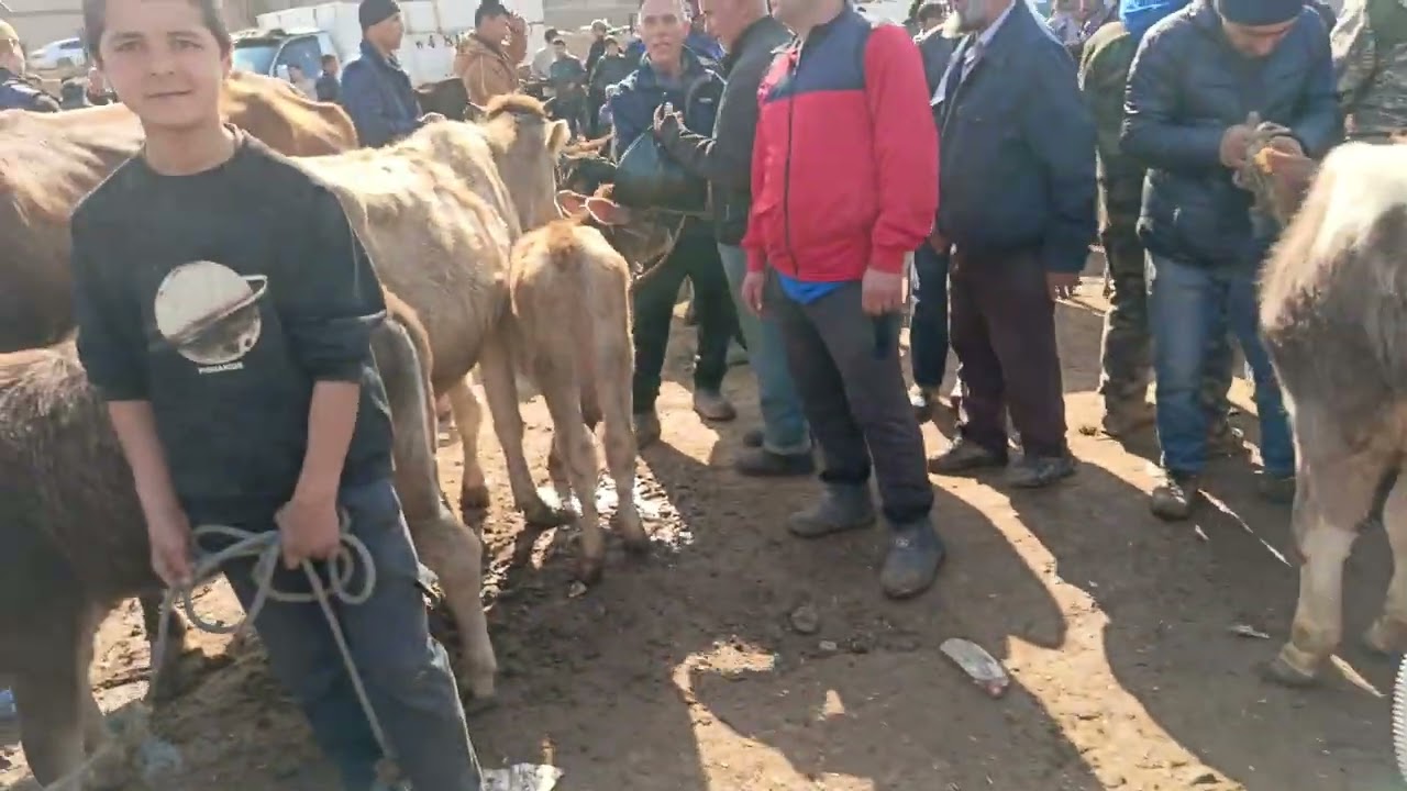 Молбозори кумсангир нархи кило баркаш ва говои чушо нвори имруза 15 02 2026