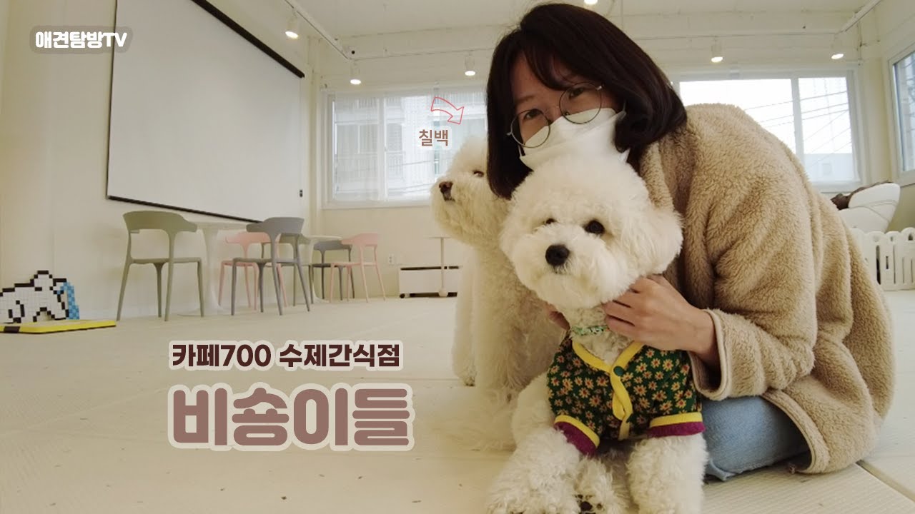 까치산 애견카페, 카페700 수제간식점 비숑이들(Dog Cafe Homemade Snack Shop Bichon Frise)