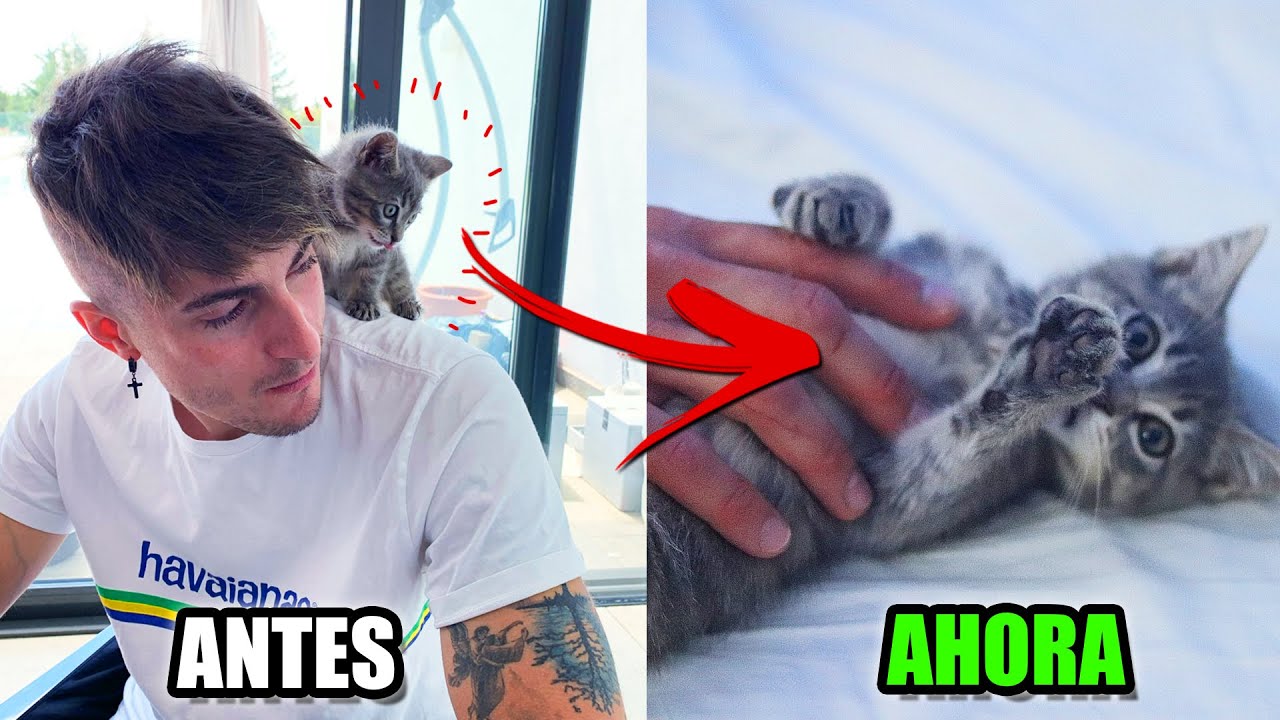 ASÍ ESTÁ LA GATITA BEBÉ QUE ADOPTAMOS TRAS 15 DÍAS DE HABERLA RESCATADO DE LA CALLE 🐈🏠