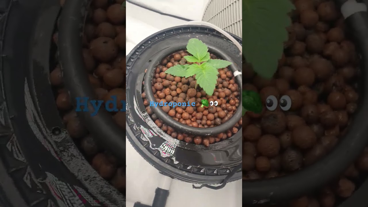 #hydroponic #hydro #indoorplants #homegrow #dwc #rdwc #growplants