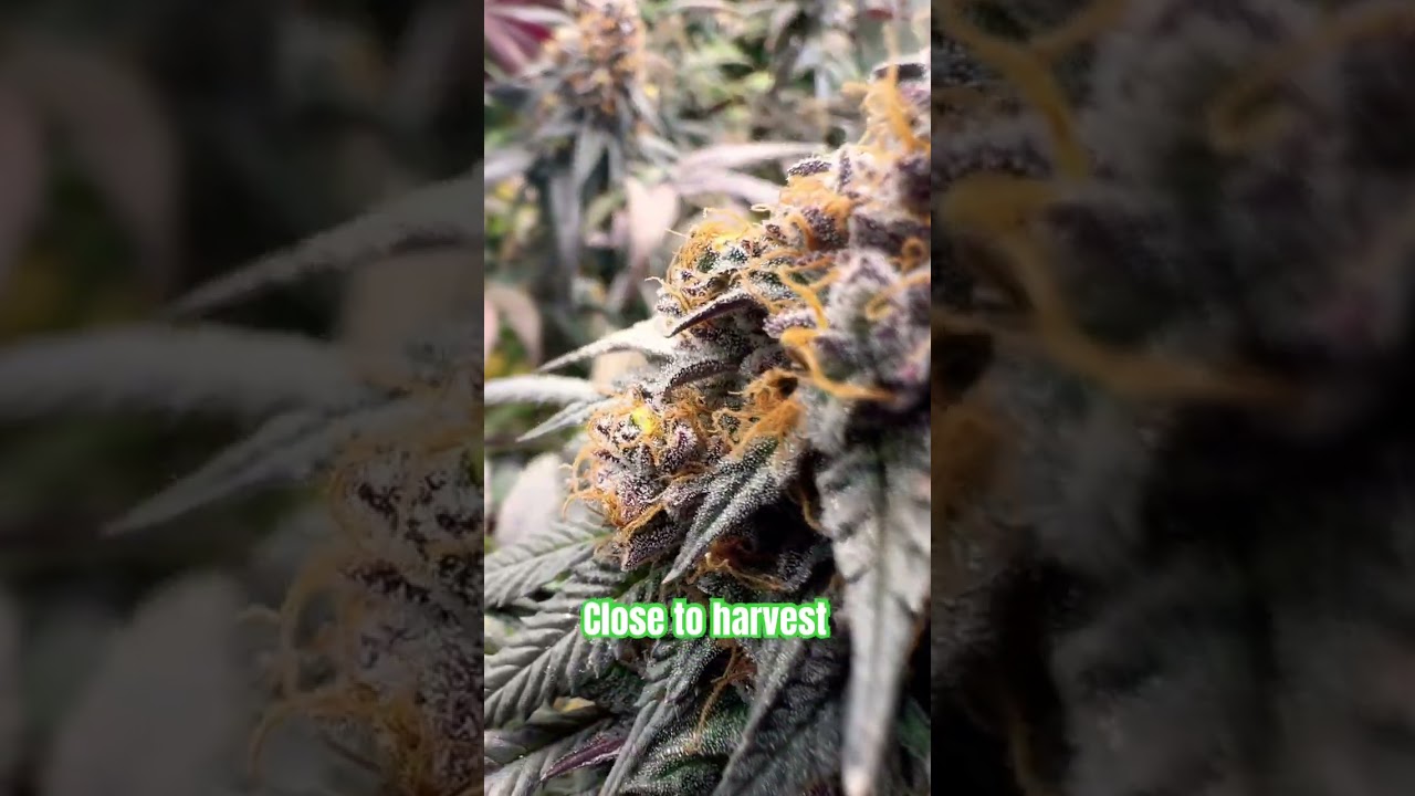 Grape 🍇 Vine Candy 🍭 #sensiseed #grow #marshydro #shorts #viralvideo