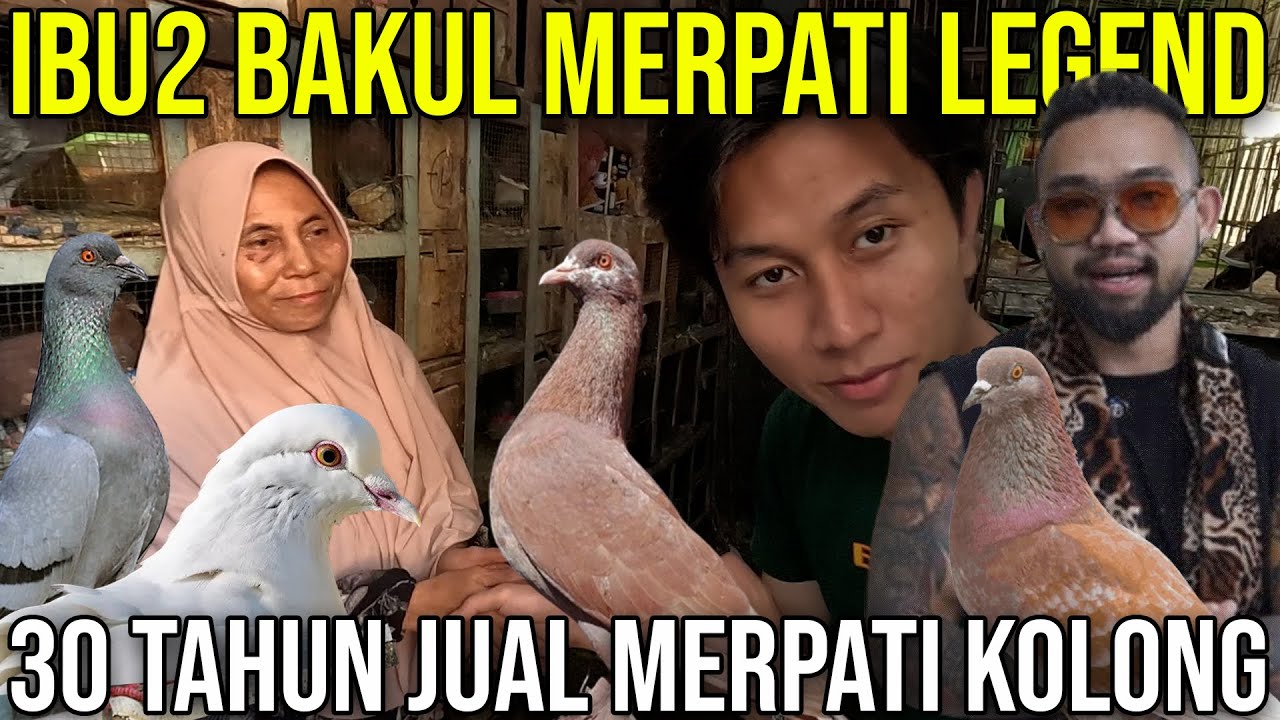 IBU2 BAKUL MERAPATI LEGEND 30 TAHUN JUAL MERPATI KOLONG #Audreykingofthejungle #indoexotic