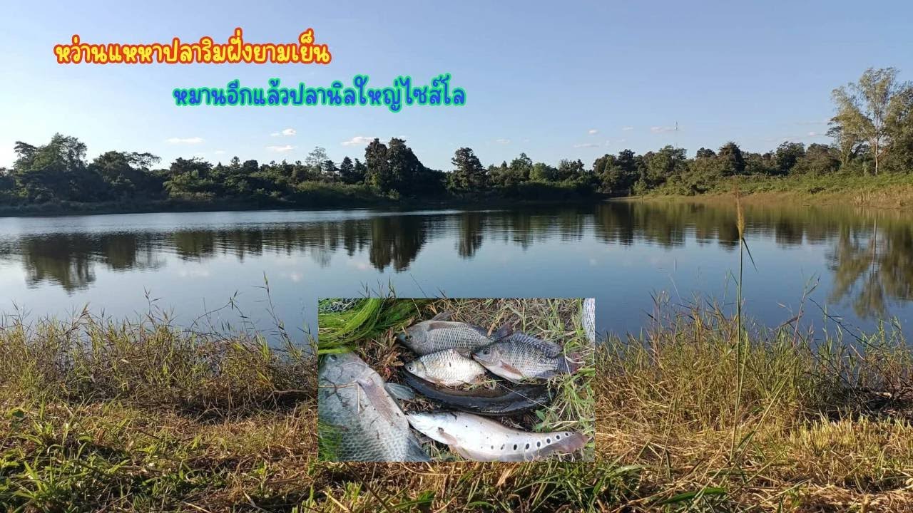 หว่านแหหาปลาริมฝั่งยามเย็น หมานอีกแล้วปลานิลใหญ่ไซส์โล EP.38
