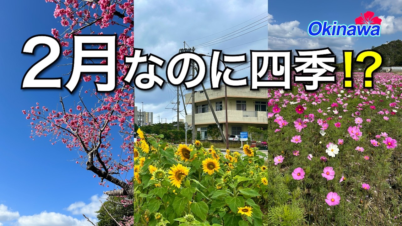 【沖縄2月】桜・ひまわり・コスモスが同時に咲く島｜八重岳・名護