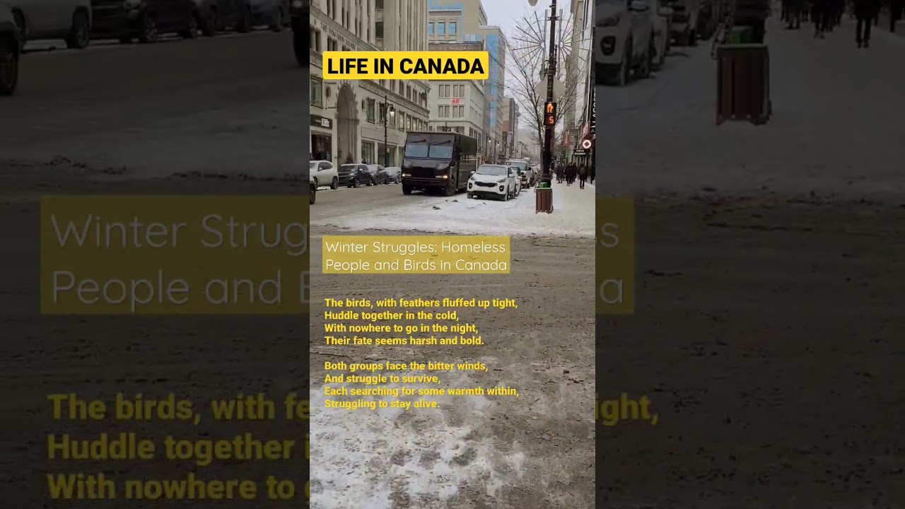 Winter Struggles Homeless People and Birds in Canada | Downtown Montreal 