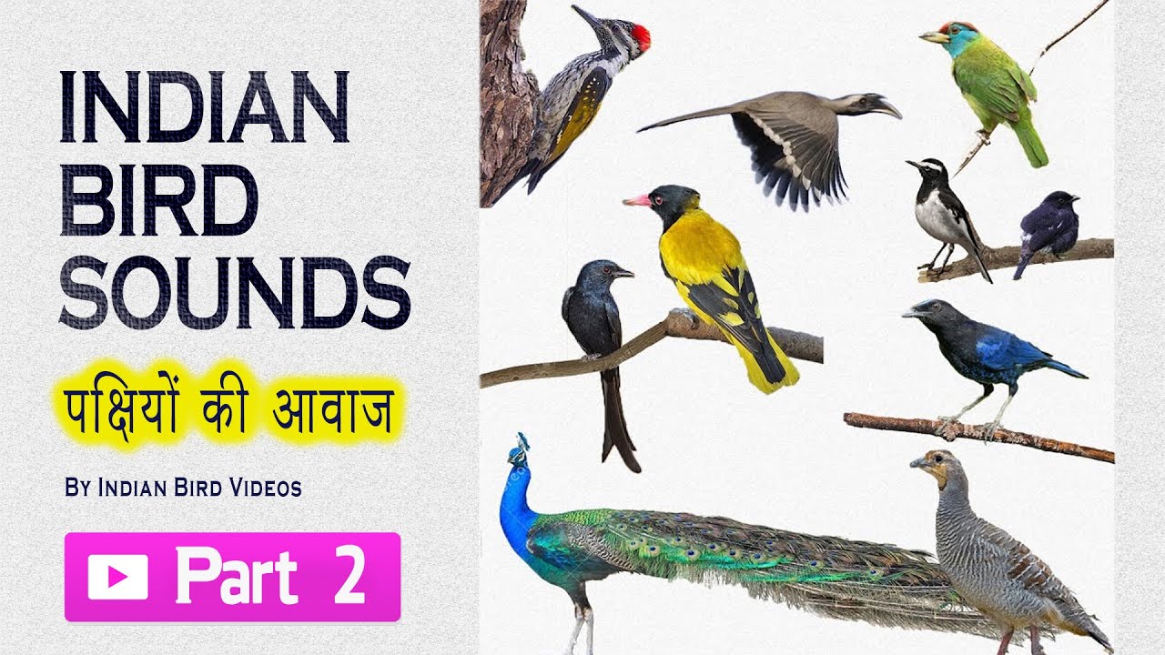 Indian bird sounds - Part 2 (HD sound and video ) #indian_birds #indian_bird_sounds #bird_calls