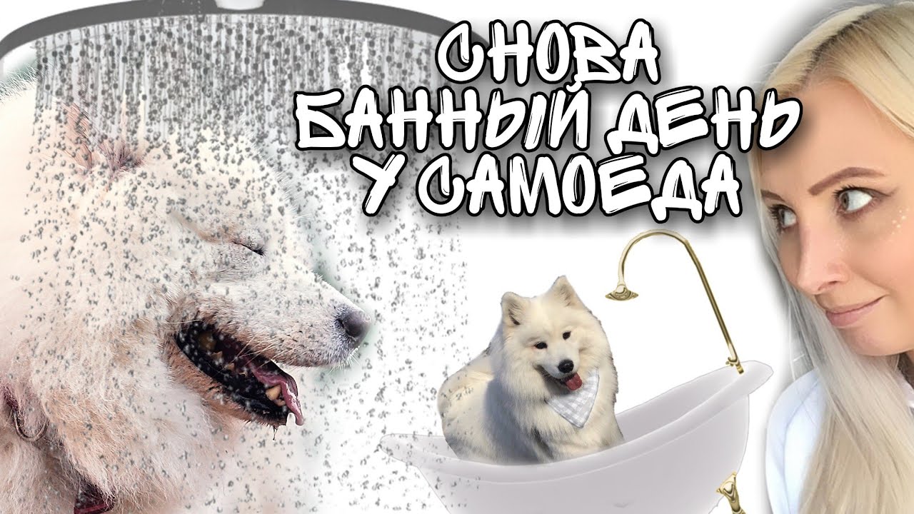 Снова БАННЫЙ день у самоеда Миши