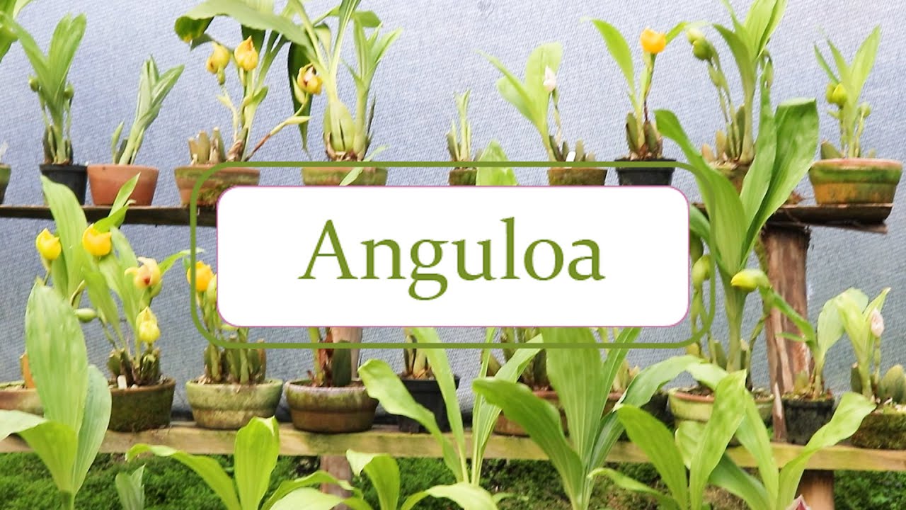 Cultivo de Orquídeas Anguloa | Alma del Bosque