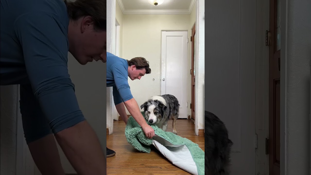 Every home needs this 🐾💛 #shorts