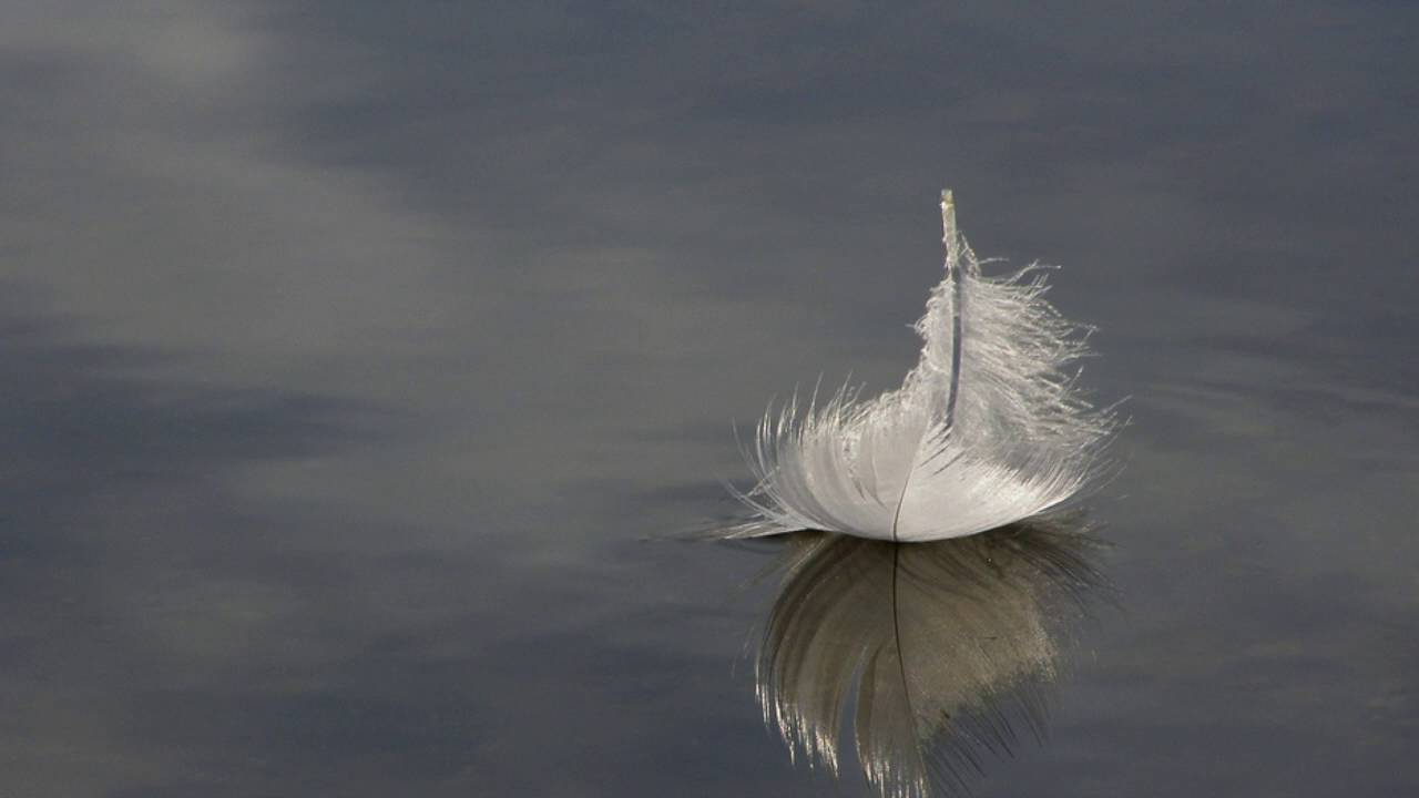 Angel's Feather