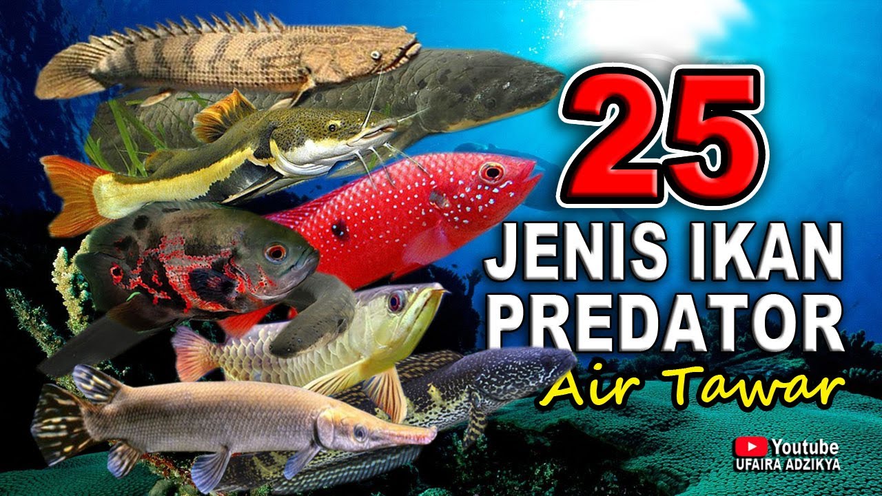 25 Jenis Ikan Predator Air Tawar Aquarium