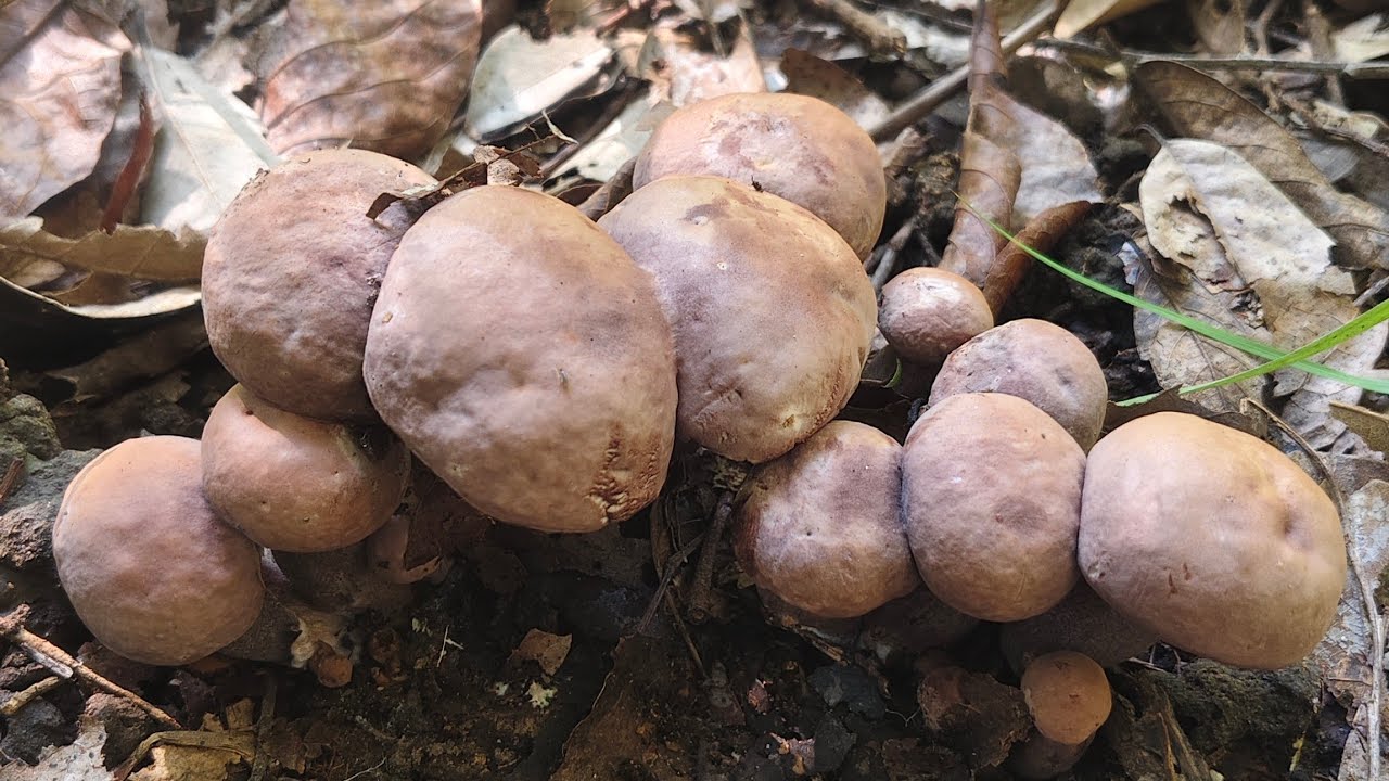 เก็บเห็ดผึ้งดำ เห็ดผึ้งไตไก่ หมู่ใหญ่ๆ15 พฤศจิกายน 2568