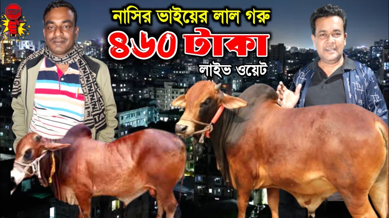 নাসির ব্যাপারীর কোরবানির উপযোগী গরু ৪৭০ টাকা লাইভ ওয়েটে গাবতলী হাটে! gabtoli gorur haat 2026