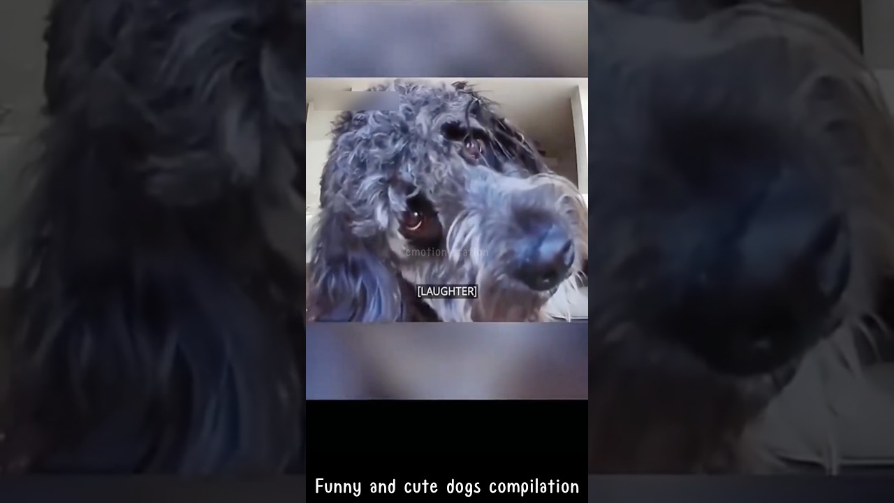 Funny and cute dogs compilation #dog #funny #pets