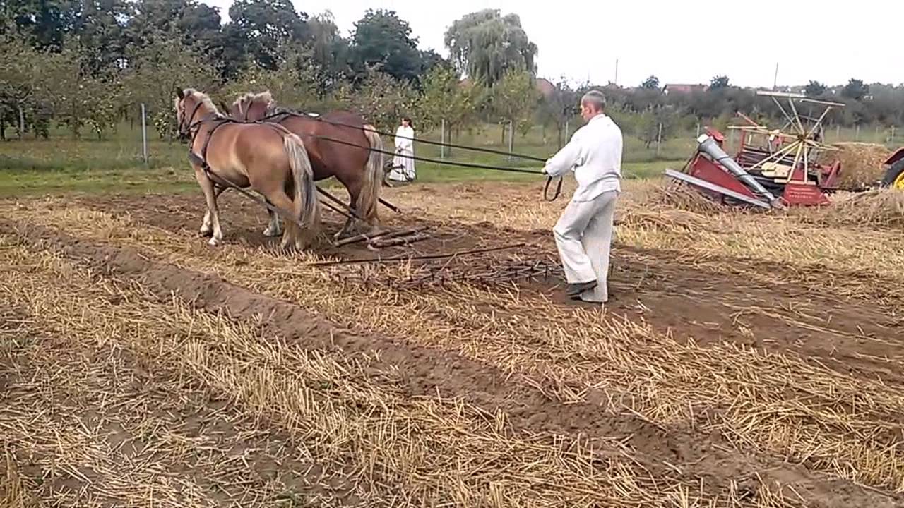 Jak wół i koń pomagali człowiekowi - folklor portal wiano.eu