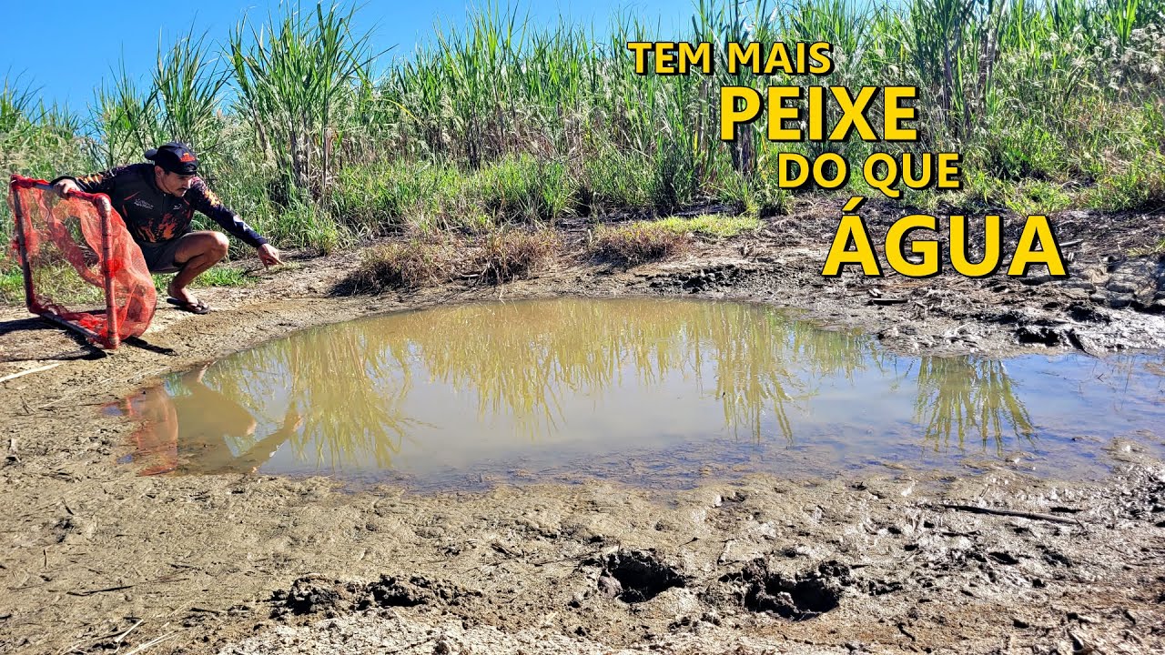 ESSA POCINHA TEM MAIS PEIXE DO QUE ÁGUA!