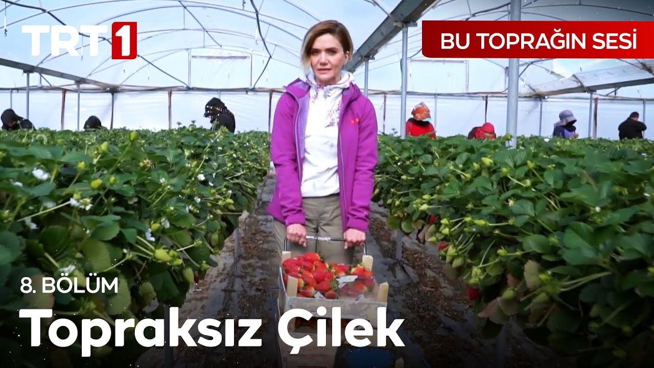 Çilek Hasadındaki Hassas Süreç 🍓 Bu Toprağın Sesi 8. Bölüm