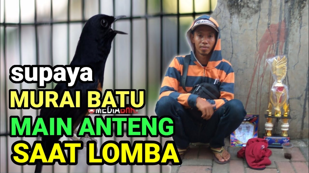 mengatasi murai batu nabrak jeruji saat lomba