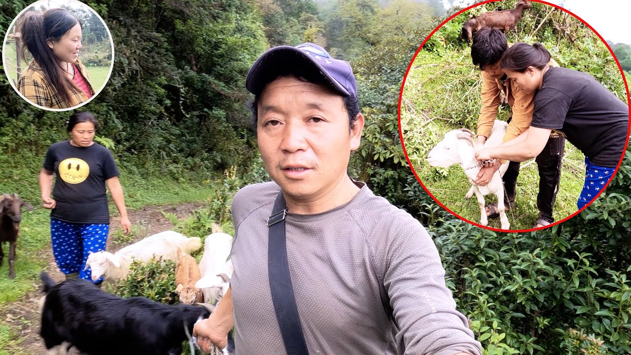 we are going to buy goats of surya laxmi @villageVlogSURYA