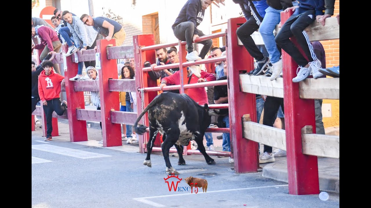 PELIGROSO TOROS EN EL ENCIERRO DE BARGAS 2024