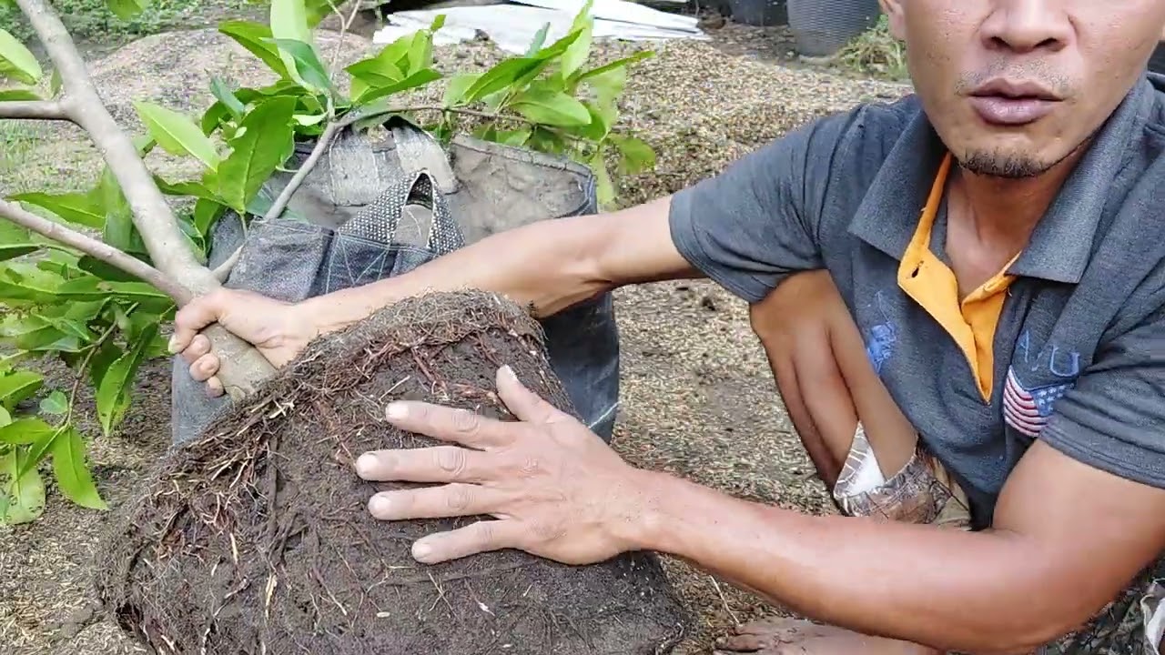 cara memindahkan tabulampot(tanaman buah dalam pot) ke planterbag 100 liter #Alfira Farm