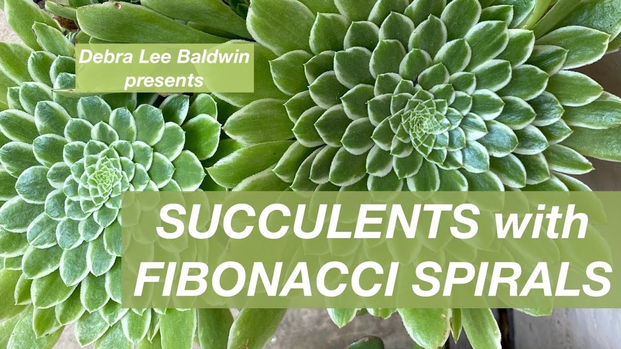 Spiral Succulents for Fibonacci Fans