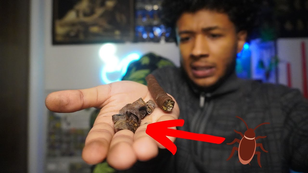 HOTBOXING a DOOBIE BACKWOOD