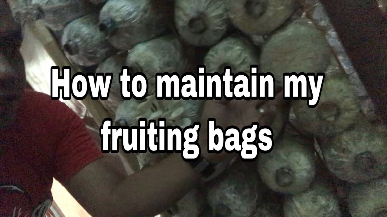 How to maintain my fruiting bags