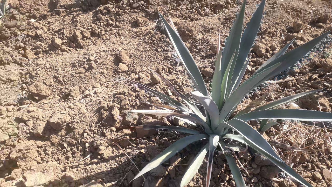&iexcl;Da&ntilde;os por heladas en cultivo de maguey! 🌵❄