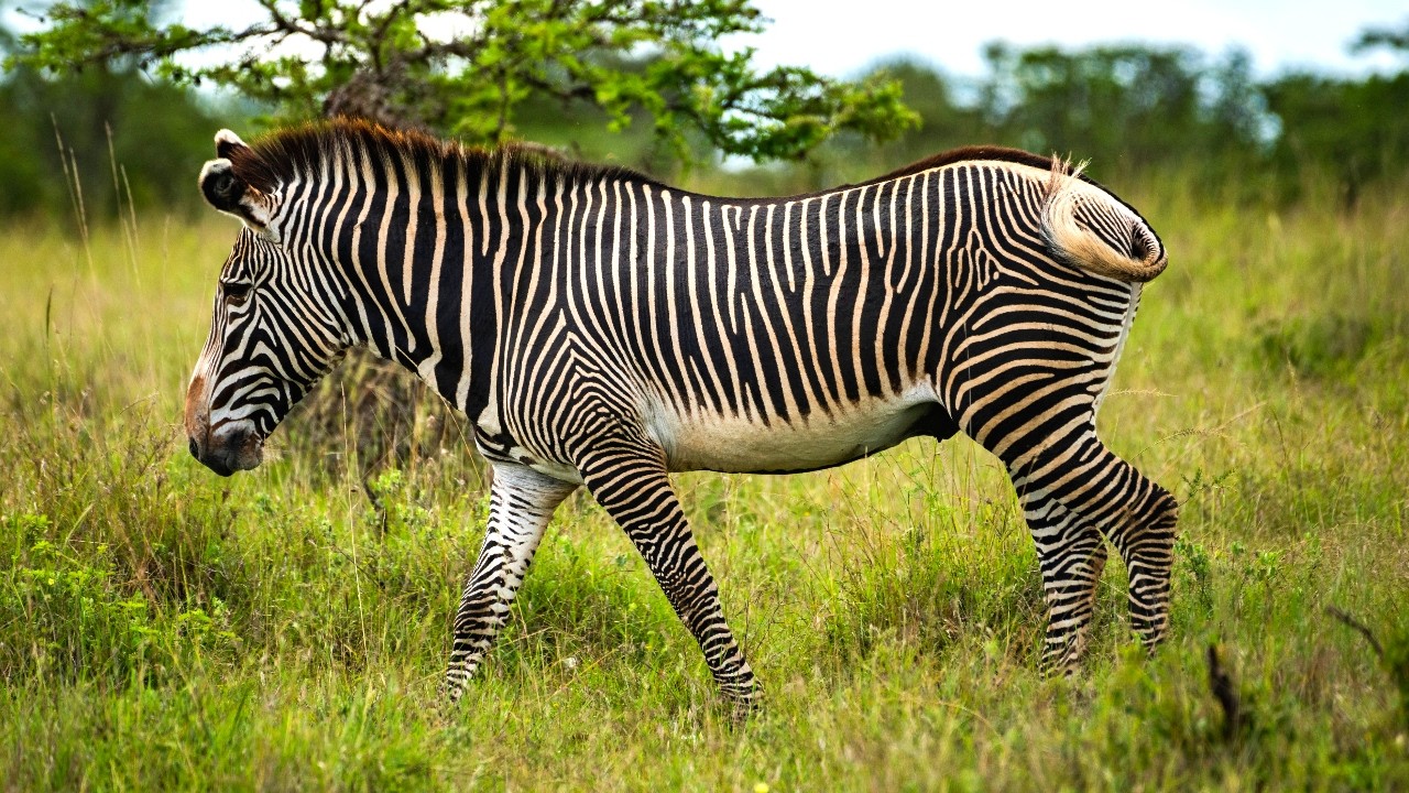 10 Hours Of Striking Zebras In Their Natural Savanna Habitats 4K