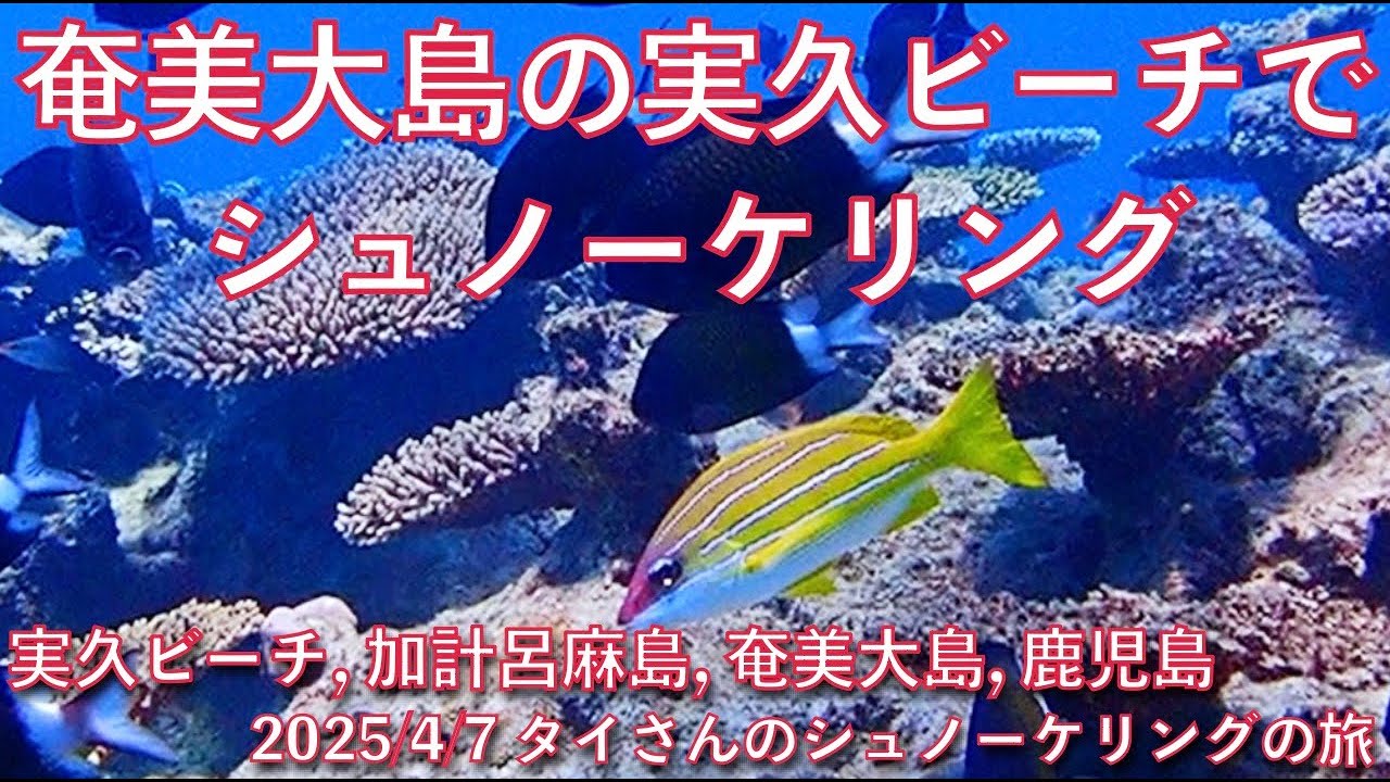 【#137 タイさんのシュノーケリングの旅 】奄美大島, 加計呂麻島の実久ビーチでシュノーケリング, 沖縄, Tai’s Journey